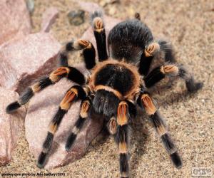 Puzle Tarantule