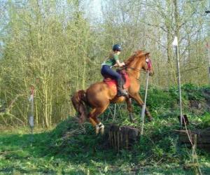 Puzle Technická Předmět jezdecké soutěže, testy porozumění mezi koněm a jezdcem pomocí různých testů.