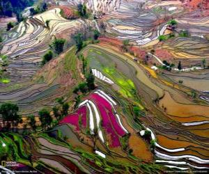 Puzle Terasy Yunnan, Čína