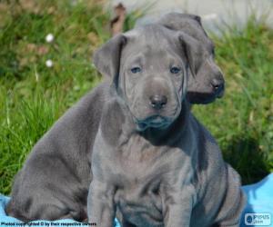 Puzle Thajský Ridgeback štěňata