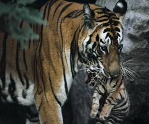 Puzle Tigre nést své dítě