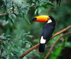 Puzle Toco Toucan