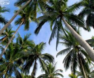 Puzle Tropické palmy