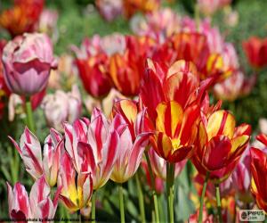 Puzle Tulipány v oblasti