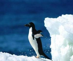 Puzle Tučňák po sněhu do Antarktida