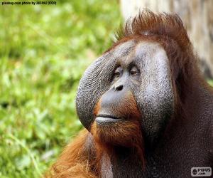 Puzle Tvář muže orangutan