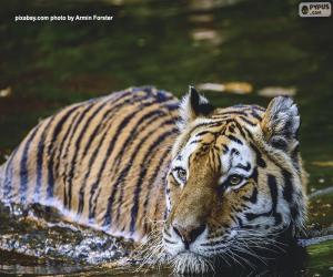 Puzle Tygr ve vodě