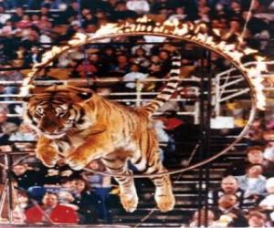 Puzle Tygr vyskakující uvnitř kruhu ohně