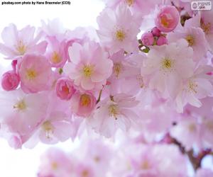 Puzle Třešňové květy
