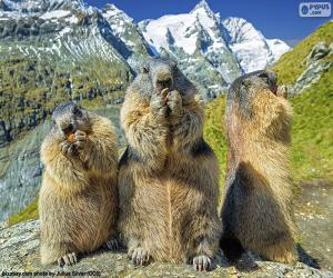 Puzle Tři alpští groundhogs