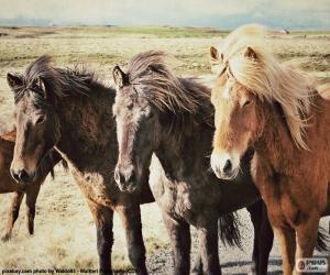 Puzle Tři Islandští koně