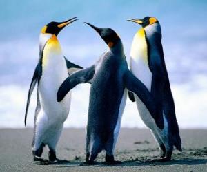 Puzle Tři krásné tučňáci