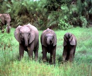 Puzle tři malé slony