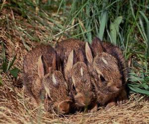 Puzle Tři zajíčky čeká na její maminku