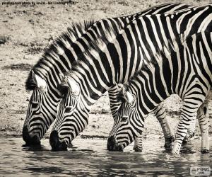 Puzle Tři zebry pití
