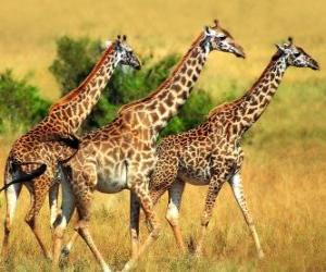 Puzle Tři žirafy
