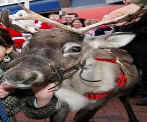 Puzle Vedoucí sobů Santa Claus