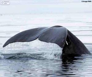 Puzle Velké velrybí ocas