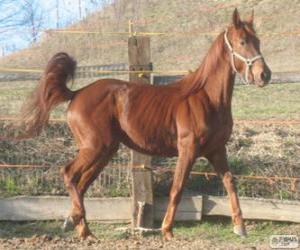 Puzle Ventasso kůň pocházející z Itálie