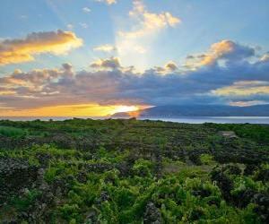 Puzle Vinice Krajina Pico Island, Portugalsko.