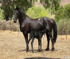 Puzle Vlaamperd kůň pocházející z Jižní Afriky