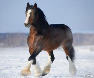 Puzle Vladimir koní pocházejících z Ruska