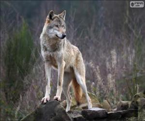 Puzle Vlk, masožravý savec ve volné přírodě