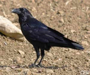 Puzle Vrána černá