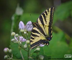 Puzle Východní tiger otakárek, motýl původní ve východní Severní Amerika
