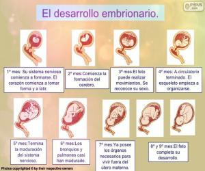 Puzle Vývoj plodu (španělština)