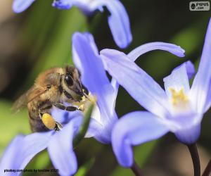 Puzle Včela sběru pylu