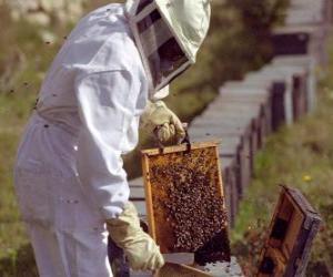 Puzle Včelař nebo včelař práci se speciálním obleku v úlu sbírat med