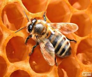 Puzle Včelí med. Včely, které produkují med