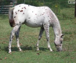 Puzle Walkaloosa kůň pocházející ze Spojených států