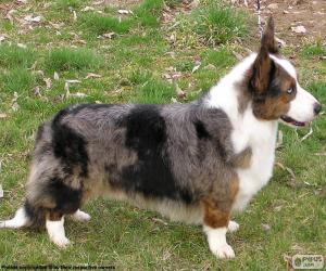 Puzle Welsh Corgi Cardigan