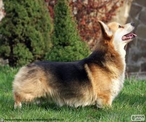 Puzle Welsh Corgi Pembroke