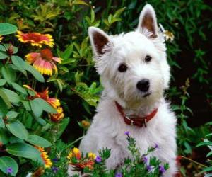 Puzle West Highland White teriér je plemeno psa Skotska známý pro svou osobnost a sněhobílá