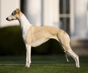 Puzle Whippet plemeno britského původu, štíhlý a elegantní