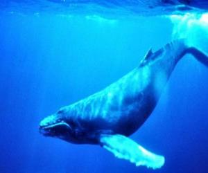 Puzle Wieloryby Niebieski, niebieski Fałdowce jest największym zwierzęciem, które kiedykolwiek istniała na Ziemi