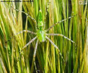 Puzle Zelená lynx pavouk