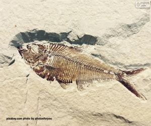 Puzle Zkamenělina ryb