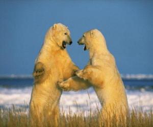 Puzle Zápasení dvou hlavních lední medvědi