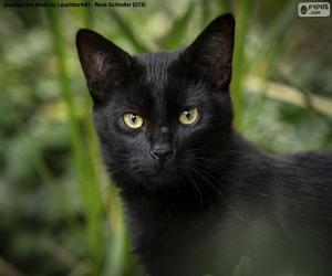 Puzle Černá kočičí tvář