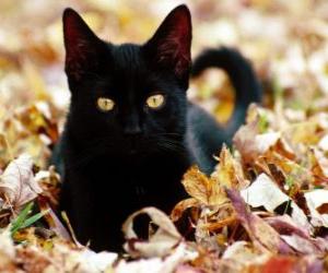 Puzle Černá kočka
