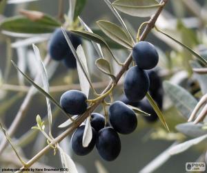 Puzle Černé olivy větev
