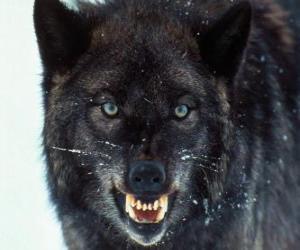 Puzle Černý vlk