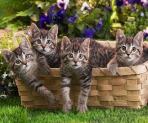 Puzle Čtyři koťata v košíku