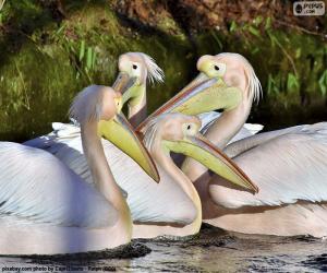 Puzle Čtyři růžové pelikánů