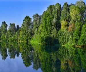 Puzle Řeka se odraz stromů ve vodě