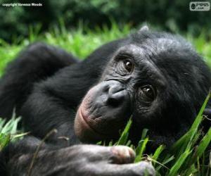 Puzle Šimpanz bonobo